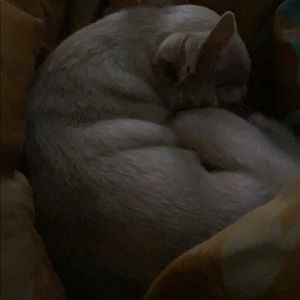 Meet your Posher, Niki